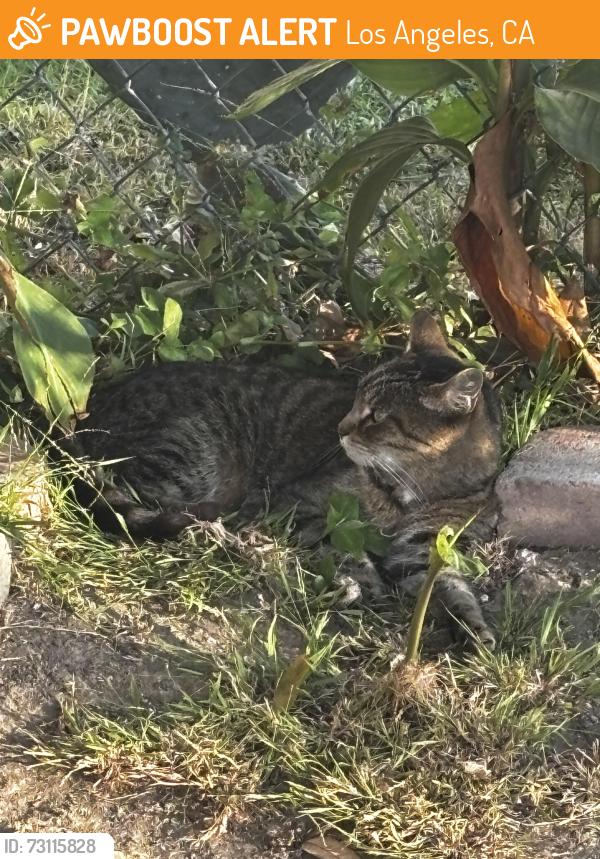 Found/Stray Female Cat last seen 1st st / s new hampshire ave, Los Angeles, CA 90004