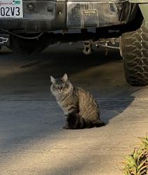 Found/Stray Unknown Cat last seen North 4th Ave Oakdale, Oakdale, CA 95361