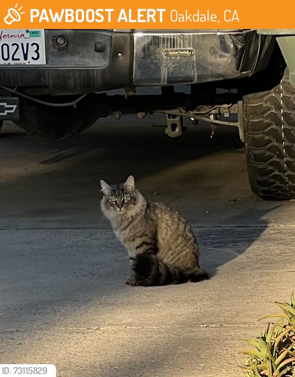 Found/Stray Unknown Cat last seen North 4th Ave Oakdale, Oakdale, CA 95361