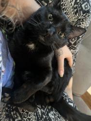 Lost Male Cat last seen 3rd st and 15th ave, Cedar Rapids, IA 52404