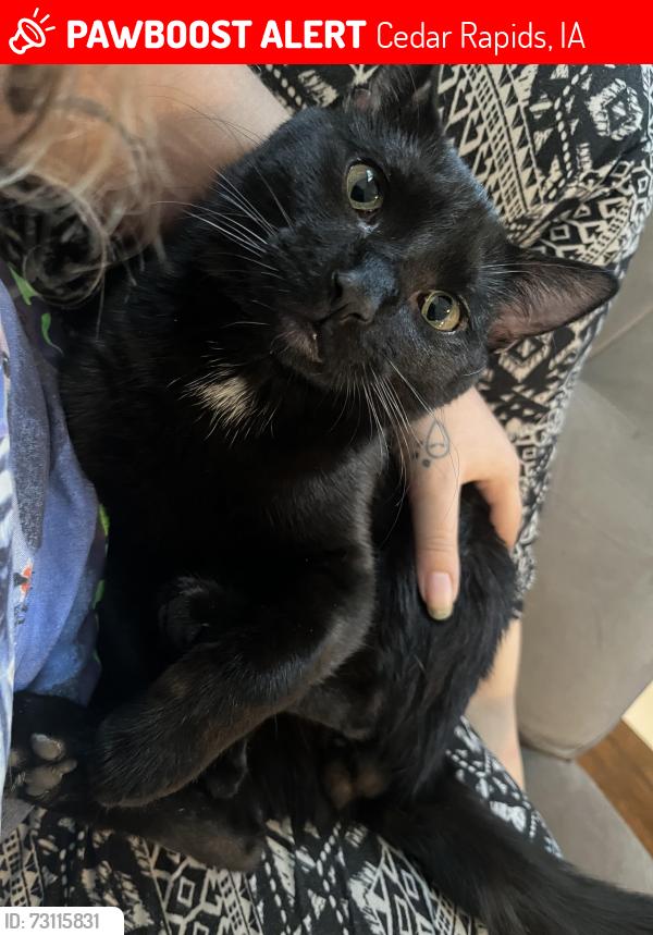 Lost Male Cat last seen 3rd st and 15th ave, Cedar Rapids, IA 52404