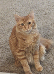 Lost Male Cat last seen Lakeside, Lakeside, CA 92040