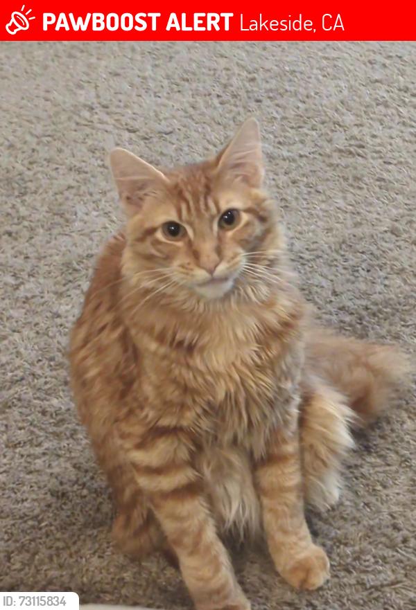 Lost Male Cat last seen Lakeside, Lakeside, CA 92040