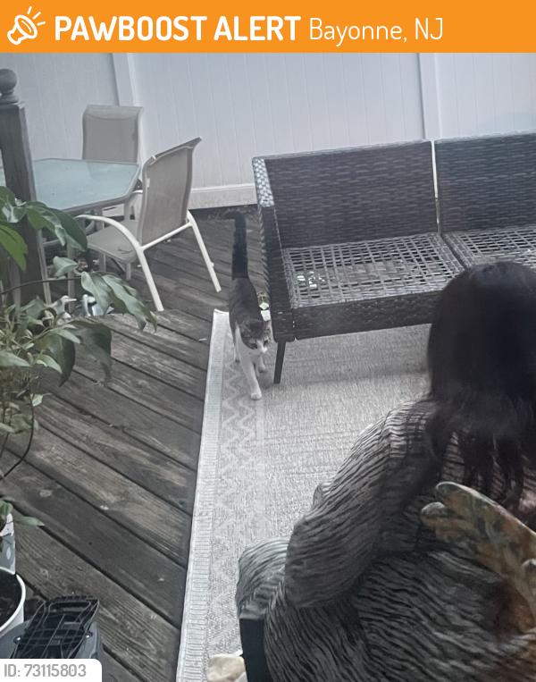 Found/Stray Unknown Cat last seen mary j. donohoe no.4 elementary school, Bayonne, NJ 07002