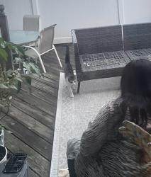 Found/Stray Unknown Cat last seen mary j. donohoe no.4 elementary school, Bayonne, NJ 07002