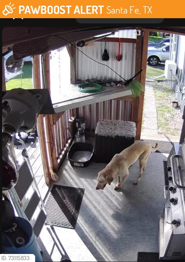 Found/Stray Unknown Dog last seen Holloway, Santa Fe, TX 77517