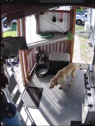 Found/Stray Unknown Dog last seen Holloway, Santa Fe, TX 77517