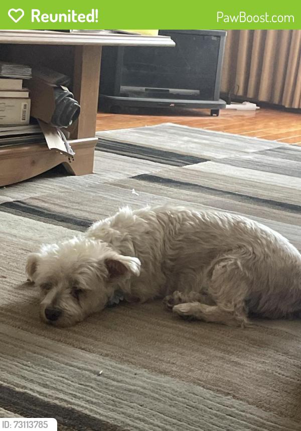 Reunited Female Dog last seen Stargazer drive, Mississauga, ON L5V 1E8