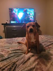 Lost Female Dog last seen Wilkerson mills, Palmetto, GA 30268