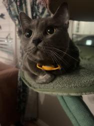Lost Male Cat last seen Near laidlaw ave , Jersey City, NJ 07306