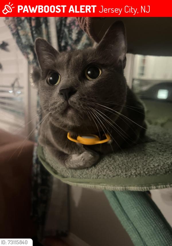 Lost Male Cat last seen Near laidlaw ave , Jersey City, NJ 07306