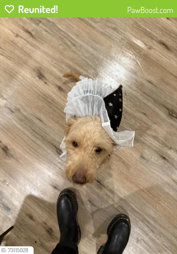 Reunited Female Dog last seen Near Aden Dr, Houston, TX 77003, USA, Houston, TX 77003