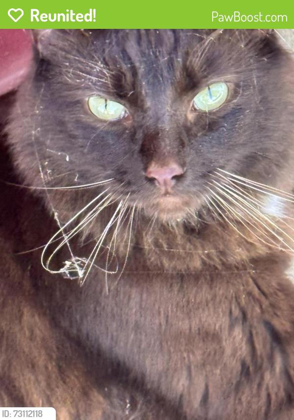 Reunited Male Cat last seen Balcom Canyon Rd & Old Balcom Canyon Rd, Somis, CA 93066