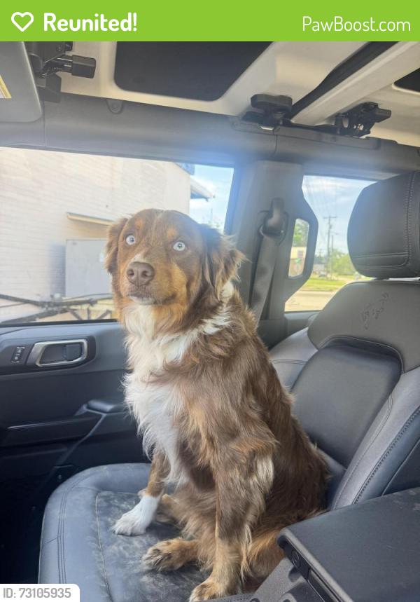 Reunited Female Dog last seen Brownsboro/Murchison Tx, Murchison, TX 75778