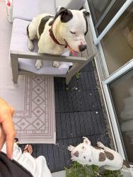 Found/Stray Male Dog last seen Bradenton, Bradenton, FL 34203