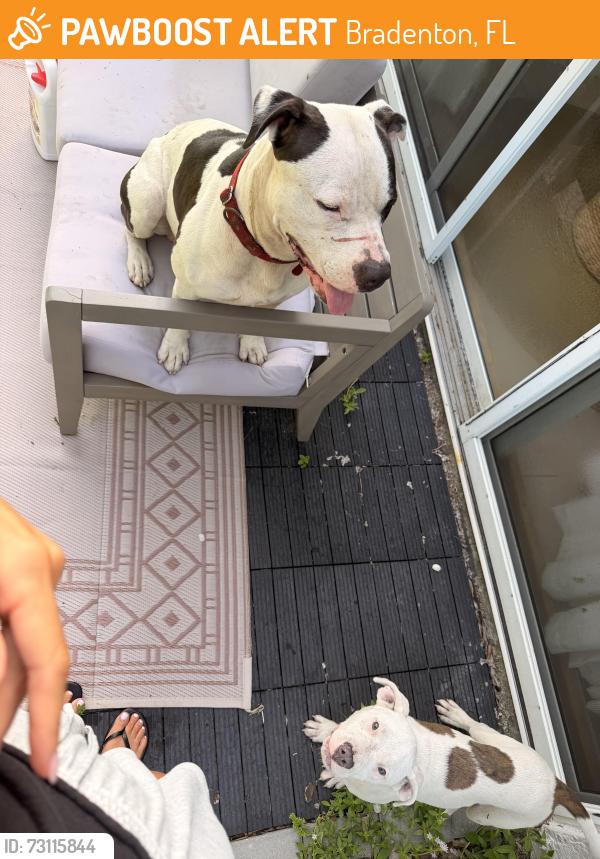 Found/Stray Male Dog last seen Bradenton, Bradenton, FL 34203