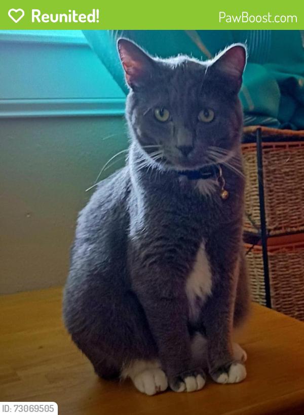Reunited Male Cat last seen Louisiana and Arkansas, St. Louis, MO 63118