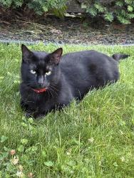 Found/Stray Unknown Cat last seen Near W Cullom Ave, Chicago, IL 60641