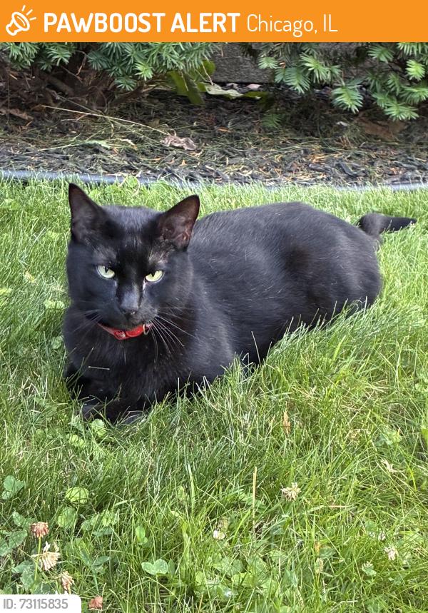 Found/Stray Unknown Cat last seen Near W Cullom Ave, Chicago, IL 60641