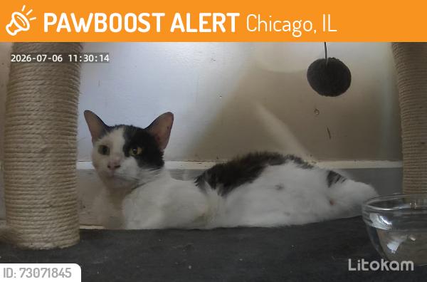 Found/Stray Female Cat last seen 46th and Sawyer, Chicago, IL 60632