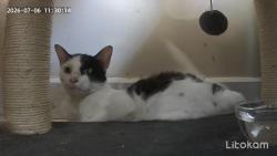 Found/Stray Female Cat last seen 46th and Sawyer, Chicago, IL 60632