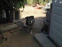 Reunited Male Dog last seen Chippewa DR and Apache Loop, Rio Rancho, NM 87124