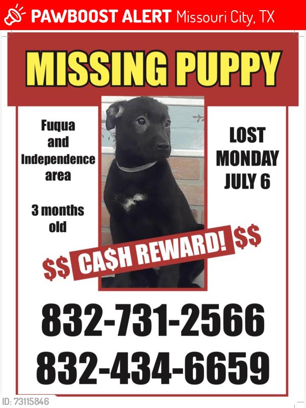 Lost Female Dog last seen Court rd and fuqua, Missouri City, TX 77489
