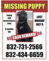 Lost Female Dog last seen Court rd and fuqua, Missouri City, TX 77489