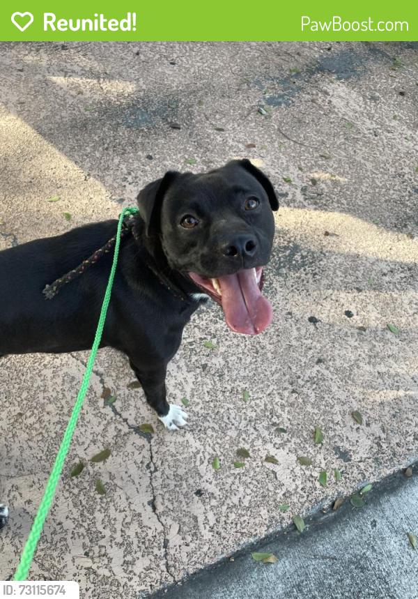 Reunited Male Dog last seen I have in my possession. I have other dogs, so I am keeping him in the shade with food and water., Homestead, FL 33032
