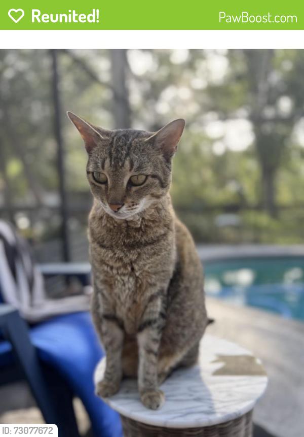 Reunited Female Cat last seen Third and central, St. Petersburg, FL 33713