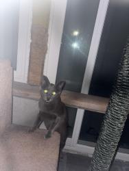 Reunited Unknown Cat last seen Wildwood/Woodspring, Irvine, CA 92604