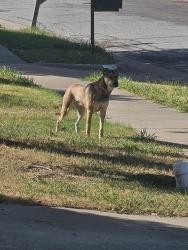Found/Stray Unknown Dog last seen Bowie hs, Arlington, TX 76018
