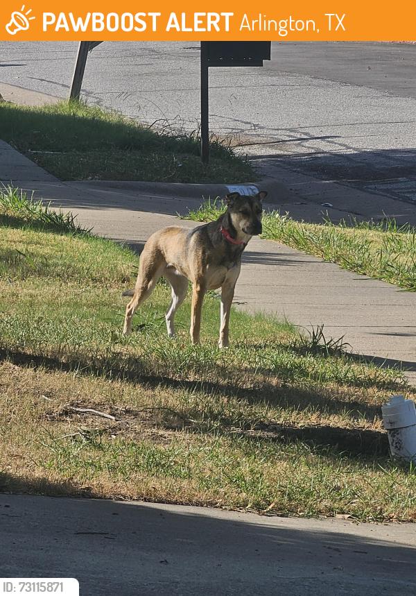 Found/Stray Unknown Dog last seen Bowie hs, Arlington, TX 76018