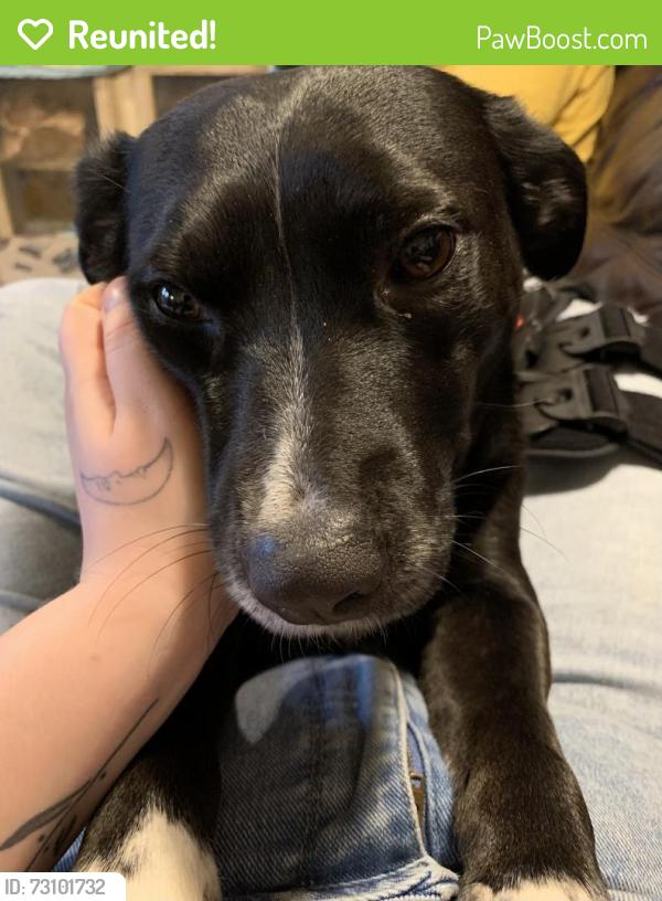 Reunited Female Dog last seen flt branch rd wolfpen gap, Ellijay, GA 30540