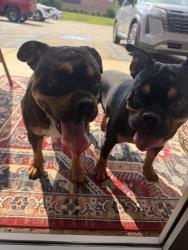 Found/Stray Male Dog last seen Burke united methodist, Chattanooga, TN 37343