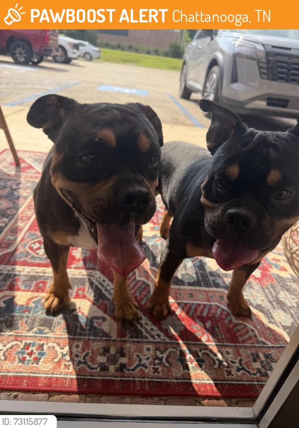 Found/Stray Male Dog last seen Burke united methodist, Chattanooga, TN 37343