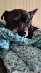 Reunited Female Dog last seen Dug gap rd, Louisville, TN 37777