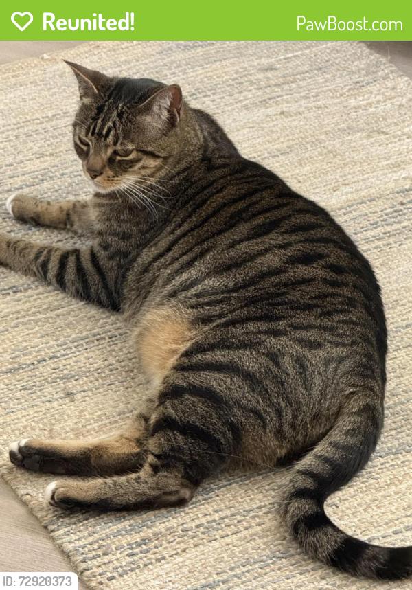 Reunited Male Cat last seen The preserves at harbison, Vacaville, CA 95687