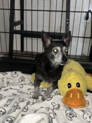Reunited Female Dog last seen Grand Teton Dr and Durango Dr, Las Vegas, NV 89131