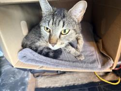 Found/Stray Unknown Cat last seen Prospect Ave and 4th, Brooklyn, NY 11215