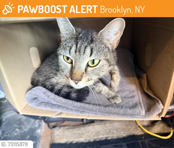 Found/Stray Unknown Cat last seen Prospect Ave and 4th, Brooklyn, NY 11215