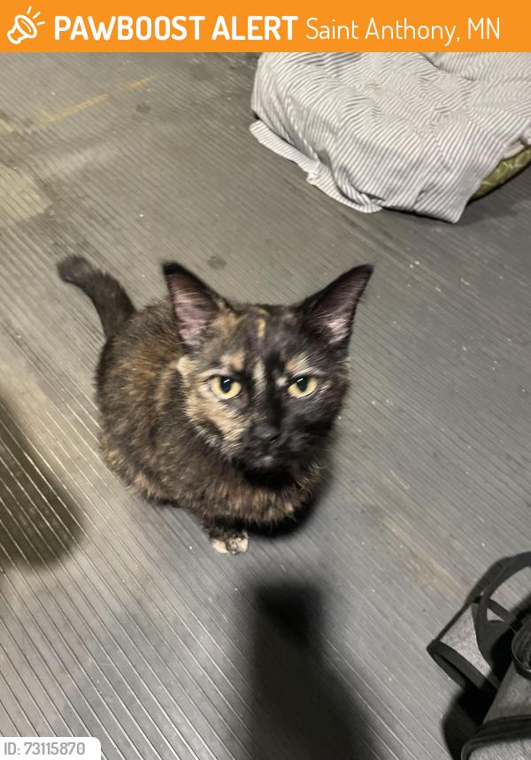 Found/Stray Unknown Cat last seen NE McKinley Street, Saint Anthony, MN 55418