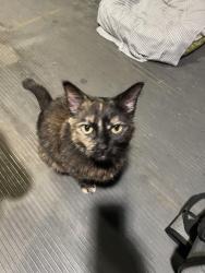 Found/Stray Unknown Cat last seen NE McKinley Street, Saint Anthony, MN 55418
