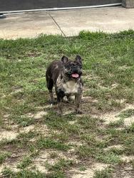 Reunited Female Dog last seen Near Main Street, Lawrence, NJ 08311