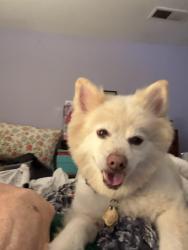 Lost Male Dog last seen Cedar bl, Newark, CA 94560