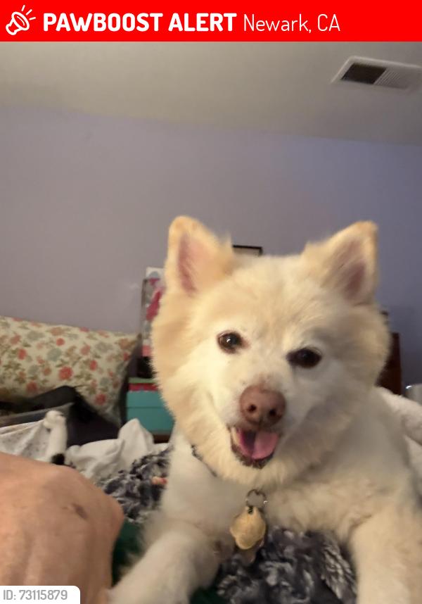Lost Male Dog last seen Cedar bl, Newark, CA 94560