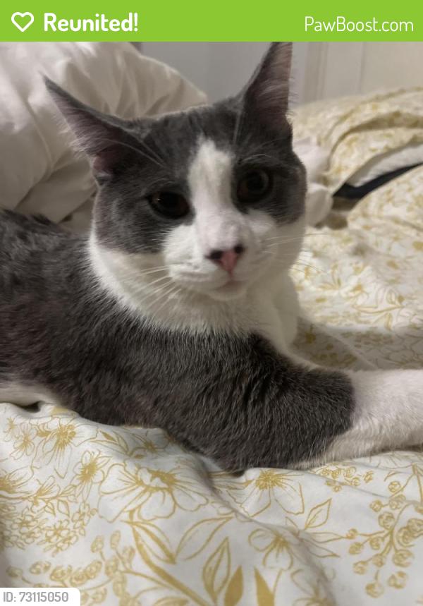 Reunited Male Cat last seen Wallingford Ave N, Shoreline, WA, Shoreline, WA 98133