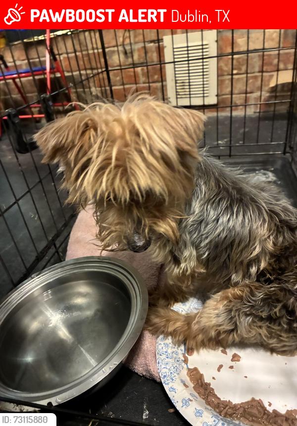 Lost Male Dog last seen Near Edward Dublin tx, Dublin, TX 76446
