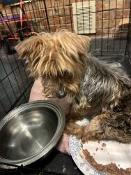 Lost Male Dog last seen Near Edward Dublin tx, Dublin, TX 76446