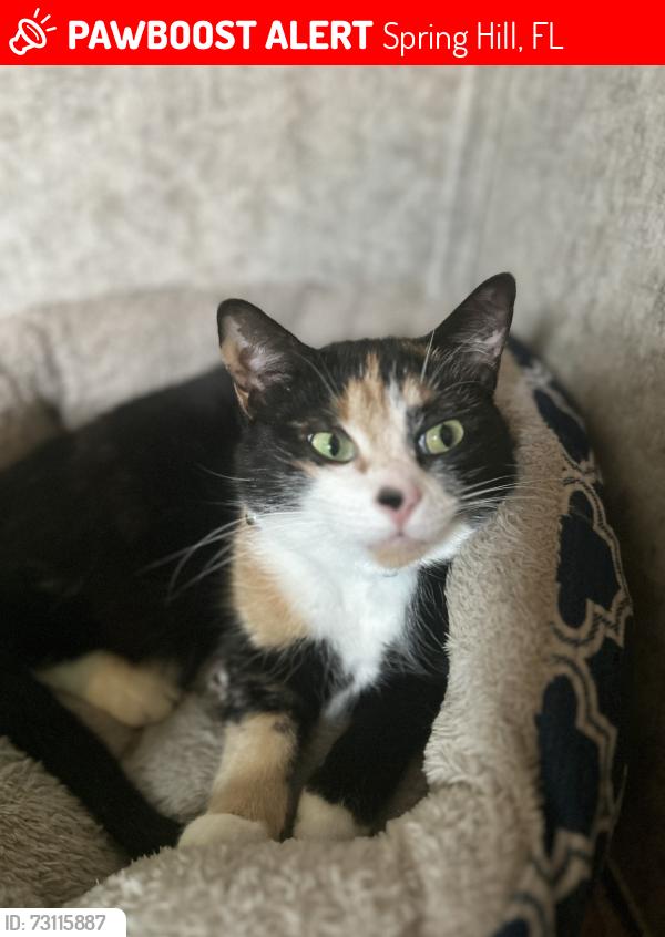 Lost Female Cat last seen Stewie Skate Park, Spring Hill, FL 34606